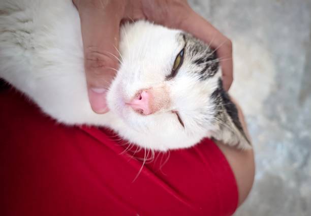 The cat ruffled his lips. Cat's face.