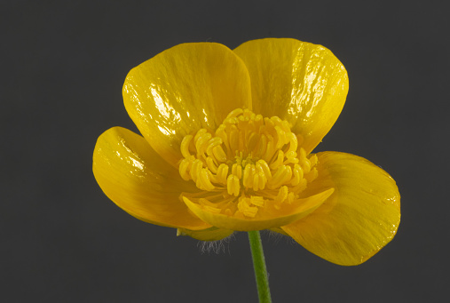 macro of a yellow buttercup tuber, Ranunculus bulbosus, in front of a dark background with the stamens clearly visible