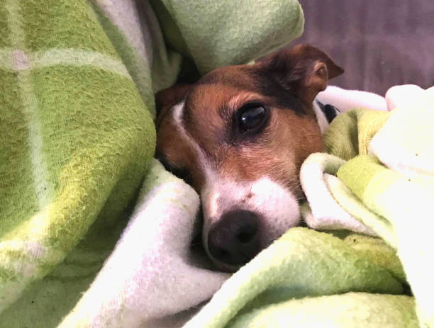 istock jack russel tired wrapped in blanket 1487933127