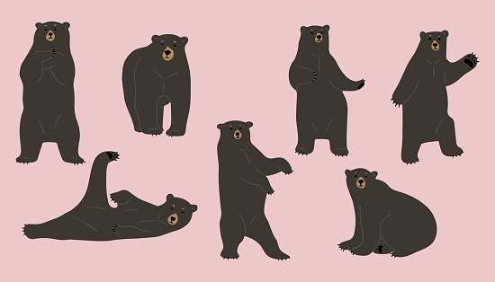 american black bear cute 3, vector illustration