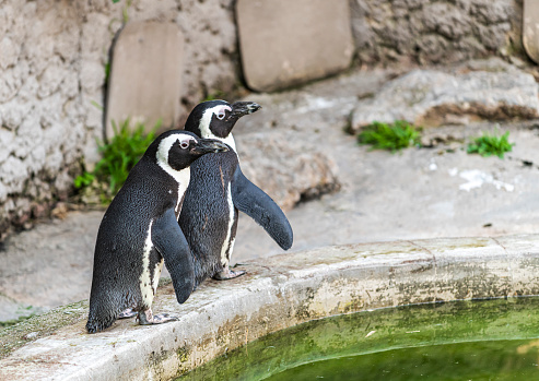 Closeup of two isolated humboldt penguins in conversation with each other, natural water birds in a cute animal concept, symbol for gossip, rumor, indiscretion or environment protection