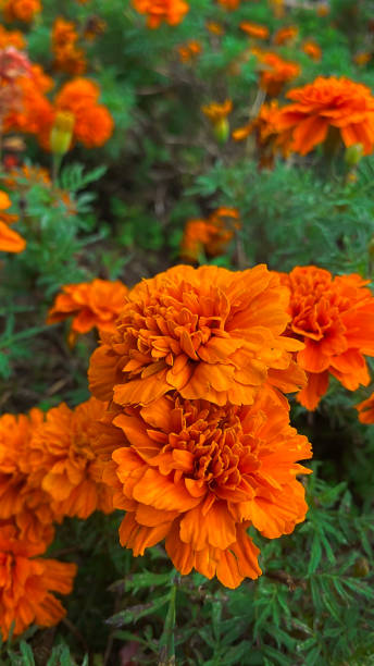 istock marigold flower in the garden 1487935147