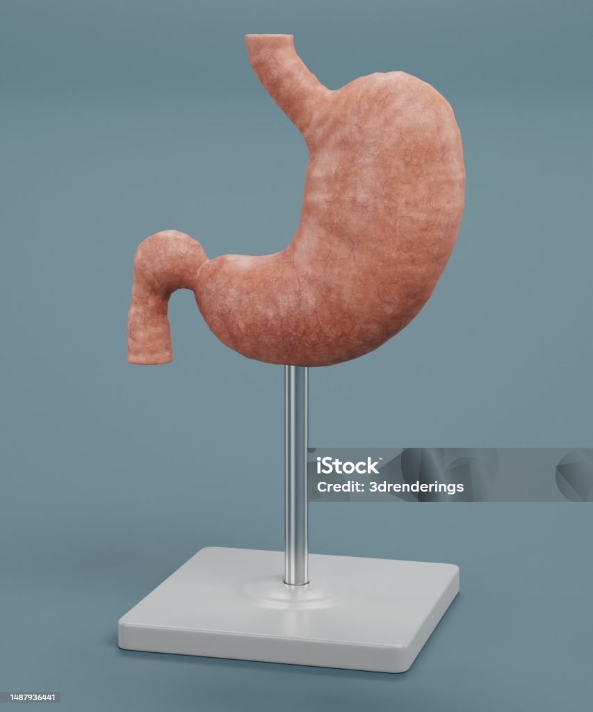 인간 위 모델의 사실적인 3d 렌더링 3차원 형태에 대한 스톡 사진 및 기타 이미지 - 3차원 형태, 건강관리와 의술, 과학 ...