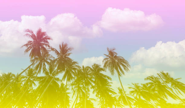 istock Summer with colorful theme as palm trees background as texture frame background 1487937712