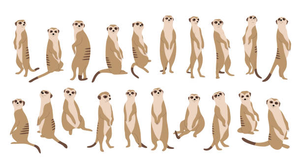 ilustrações, clipart, desenhos animados e ícones de coleção meerkat 1 - suricate