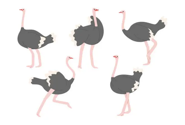 Vector illustration of ostrich 2