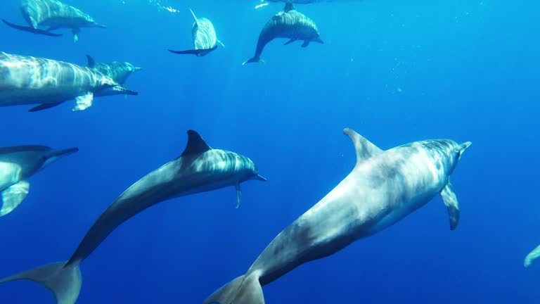 Underwater footage of spinner dolphins swimming in the ocean