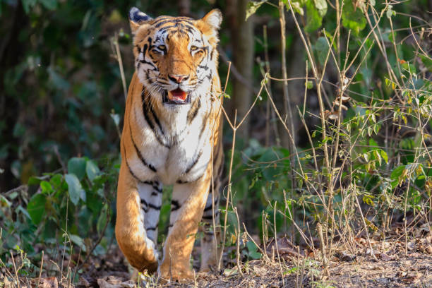 istock A tigress walking towards the cameraman 1487938838