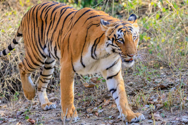 istock young tigress striding across the camera 1487938871