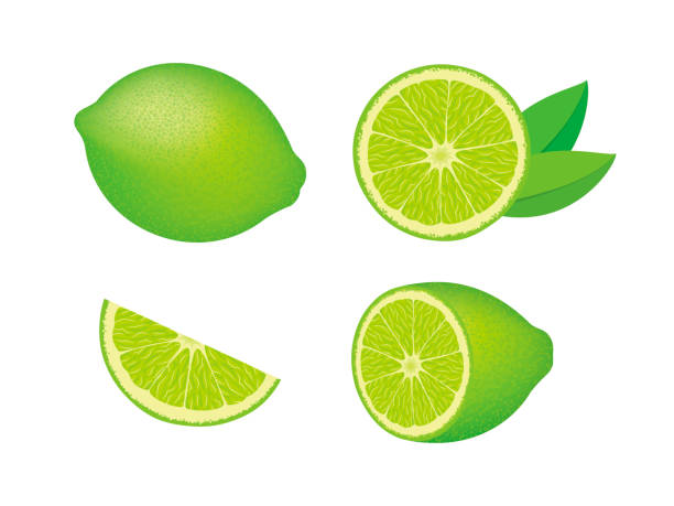 illustrations, cliparts, dessins animés et icônes de vecteur d’icône d’icône d’agrumes de citron vert frais juteux isolé sur fond blanc - lime fruit citrus fruit portion