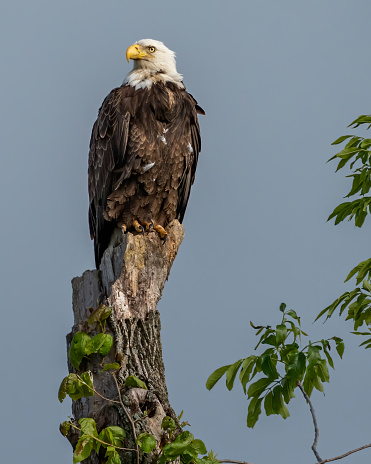 Bald Eagle perched on a tree in the Alaskan Wilderness