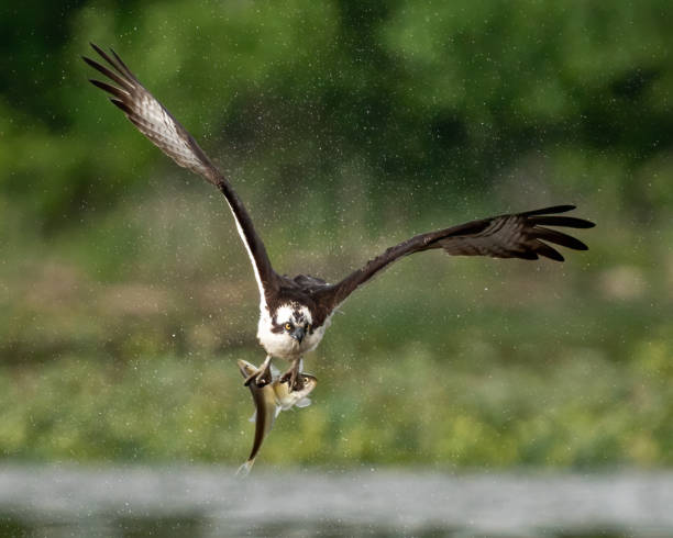 istock Osprey in flight searching for a meal and catching a fish 1487939248