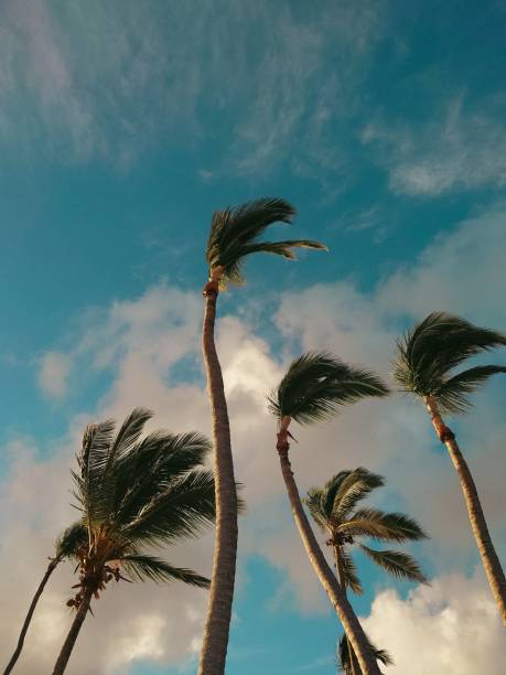 istock Idyllic beach scene featuring several palm trees on a sunny day 1487940266