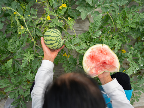 Workers check the quality of watermelons in greenhouses