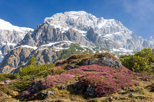 Rhododendron Ferrugineum, Alpine climate, Austria, Austrian Culture