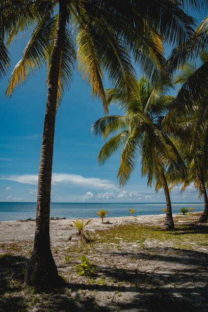 istock White Sands Beach Nukus Island in East Seram, Maluku 1487940909