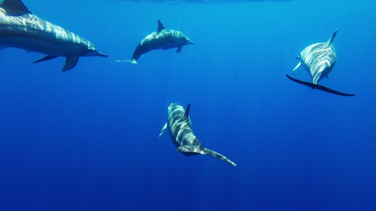 Underwater footage of spinner dolphins swimming in the ocean