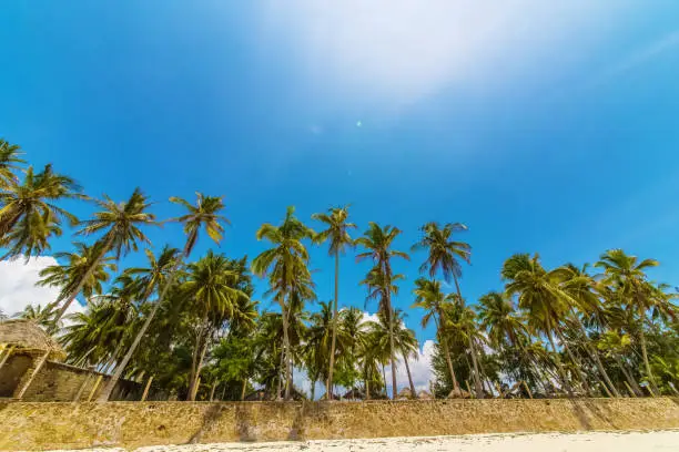 Palm trees against blue sky at tropical coast, background with copy space.Travel concept