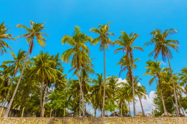 Palm trees against blue sky at tropical coast, background with copy space.Travel concept