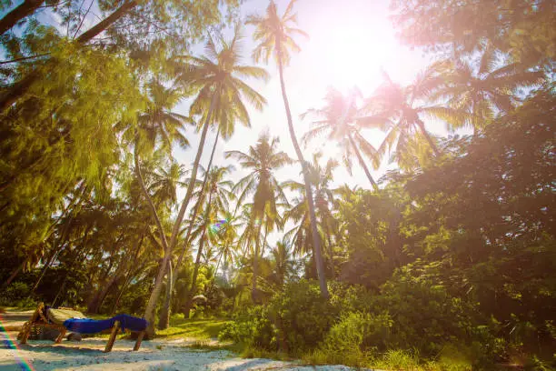 Palm trees against blue sky at tropical coast, background with copy space.Travel concept