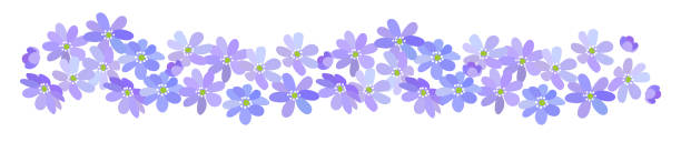 istock Border of blue spring blooming wild forest flowers Hepatica isolated on white background 1487941925
