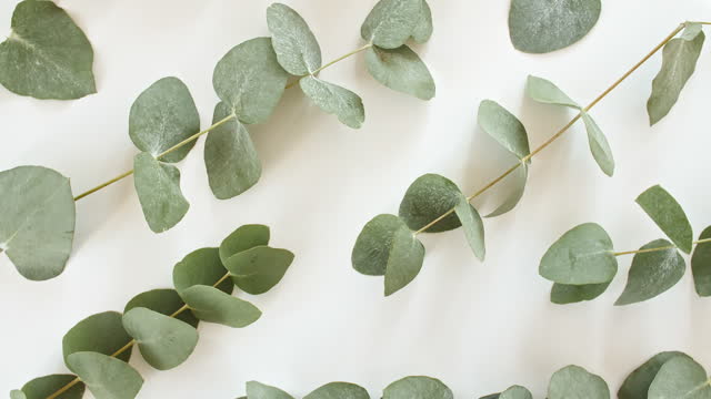 Green leaves eucalyptus isolated on a white revolving table. Eucalyptus extract, aromatic essential oil. Natural cosmetics for hair and skin care.