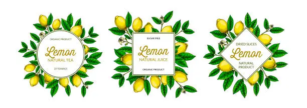 Vector illustration of Set of lemon frames. Hand drawn colorful vector illustration in sketch stile. Design for packaging, logo, invitation, greeting cards