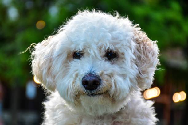 A Small Bichon Frises Dog A Small Bichon Frises Dog in the park maltese dog stock pictures, royalty-free photos & images