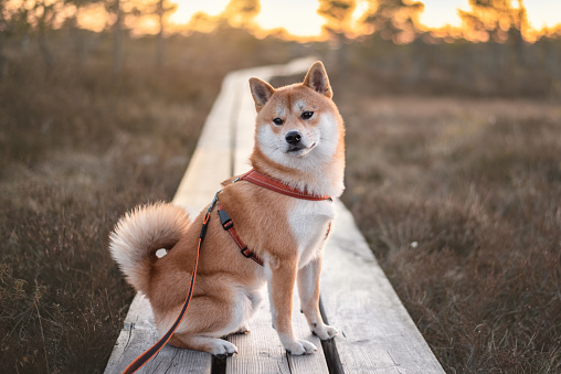 Red shiba inu dog is sitting on a wooden trail on a Great kemeri Bog, Latvia during the sunset