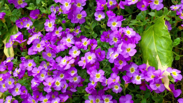 Aubrieta plant on a wall