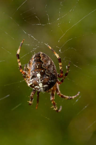 istock Spider Araneus diadematus with a cross on its back on a web against a tree background 1487944779