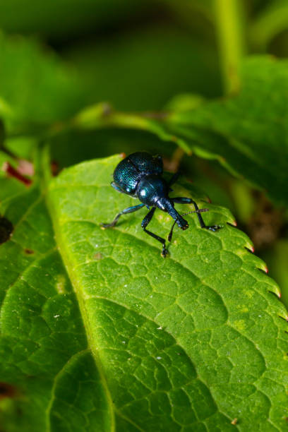 istock Weevil Beetle Rhynchites bacchus on a green leaf. Pest for fruit trees. a problem for gardeners and farmers 1487944829
