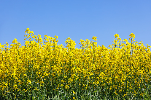 Yellow buttercup. the photo literally shows how the wind blows. you can feel the atmosphere of spring