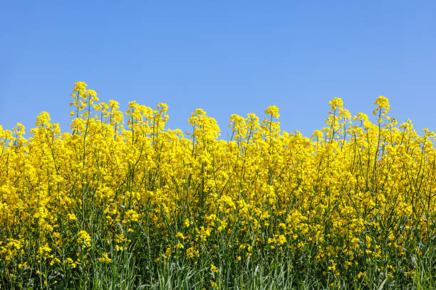 Flowering rapeseed field a sunny summer day Flowering rapeseed field a sunny summer day canola growth stock pictures, royalty-free photos & images