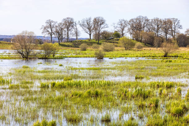 istock Scenic landscape at a flooded wetland 1487946073