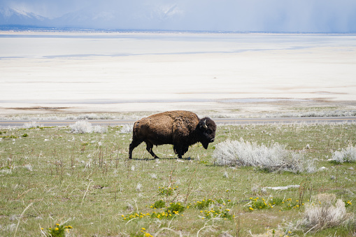 A solitary bison captured in medium focal length, gracefully strolling through the lush grasslands of Antelope Island, Utah, embodying the spirit of the wild and untamed nature of the region.