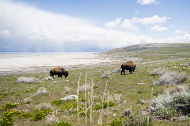 istock Bison Stroll in Antelope Island Paradise 1487946436