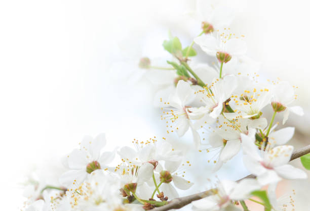 istock Beautiful branches of blossoming cherries. Beautiful abstract spring background. . Copy space 1487947405