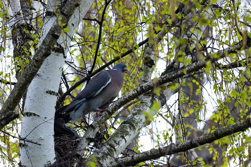 Columba palumbus bird on a birch branch in June. The common wood pigeon, Columba palumbus, is a large species in the dove and pigeon family.
