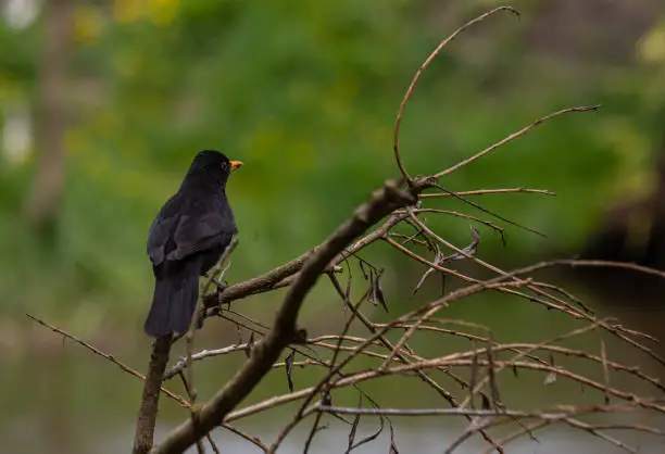 Photo of The common blackbird Turdus merula is a relatively large and long-tailed bird, widespread and common, and therefore one of the most popular and well-known birds.Bird perched on branch