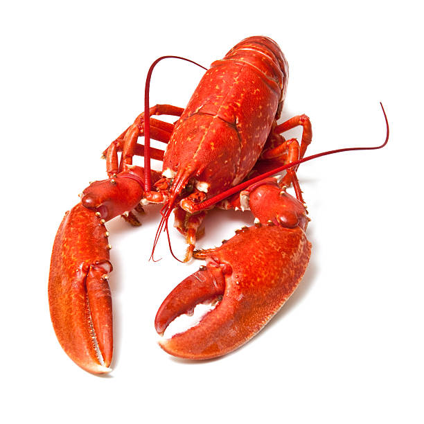 istock Cooked common European lobster 148794884