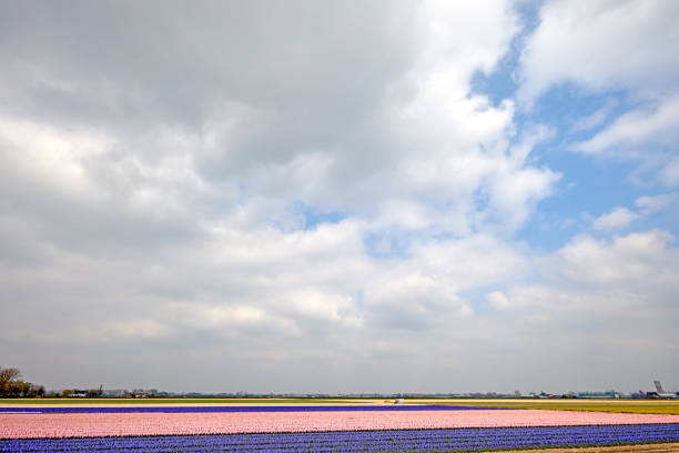 schönes holländisches hyazinthenfeld. frühling lila blüten - flower spring field nature stock-fotos und bilder