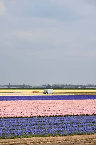 schönes holländisches hyazinthenfeld. frühling lila blüten - flower spring field nature stock-fotos und bilder