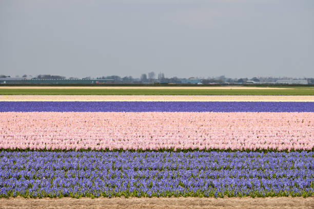 schönes holländisches hyazinthenfeld. frühling lila blüten - flower spring field nature stock-fotos und bilder