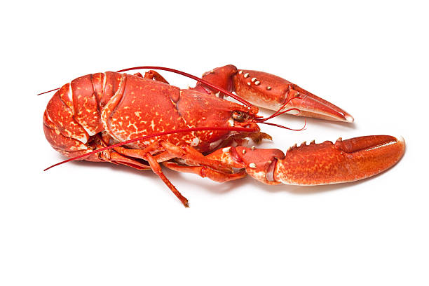 istock Common European lobster 148794942