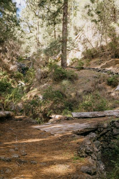 istock Dirt path surrounded by a lush, green forest, La Gomera, Canary Islands, Spain 1487949960