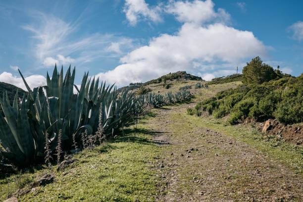 An agave growing on a hillside with green shrubs and clouds above, La Gomera, Canary Islands, Spain