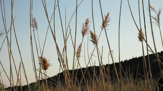Dry seds of reed - cane, dry reed, dry cane in meadow - beautiful nature in autumn