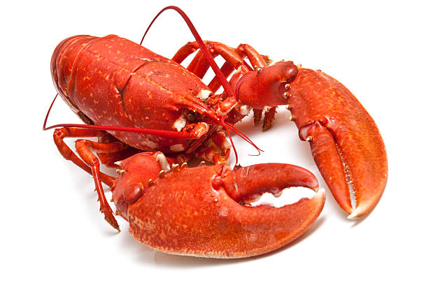 istock Cooked common European lobster 148795046
