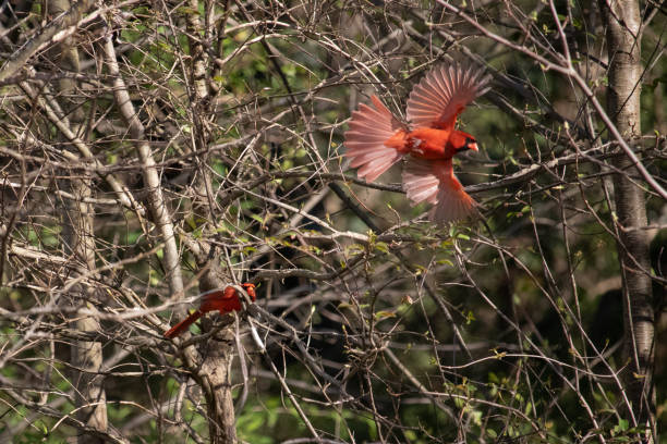 istock Two Northern Cardinals playing 1487952079